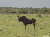 namibia-allgemein017
