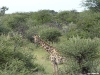 namibia-allgemein026