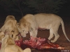 namibia-allgemein043