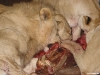 namibia-allgemein044