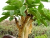 namibia-allgemein051