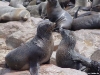 namibia-capecross006