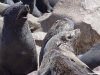 namibia-capecross009