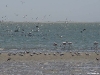 namibia-kueste002