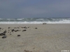 namibia-kueste010